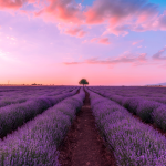 Healing Environment